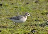 [buffbreastedsandpiper1]