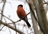 [bullfinch1]