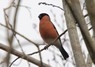 [bullfinch2]