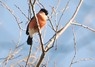 [bullfinch3]