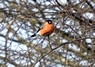 [bullfinch4]