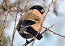 [bullfinch7]