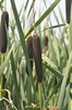 [bulrush2]