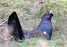 [capercaillie2]