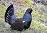 [capercaillie3]