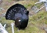 [capercaillie4]