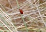 [cardinalbeetle1]