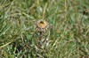 [carlinethistle1]