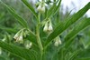 [ccomfrey2]