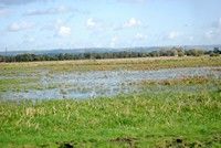 [wetlands at Catcott]