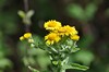 [cfleabane1]