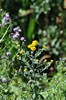 [cfleabane3]