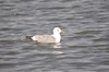 [cgull7]