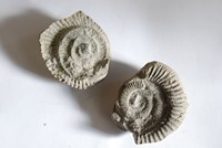 [A fossil]