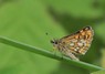 [chequeredskipper1]