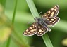 [chequeredskipper2]