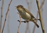 [chiffchaff1]