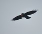 [chough1]