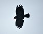 [chough2]