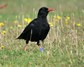 [chough3]