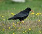 [chough4]