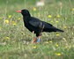 [chough5]