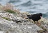 [chough6]