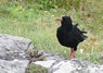 [chough7]