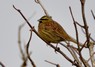 [cirlbunting2]