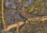 [cirlbunting3]