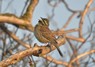 [cirlbunting4]