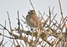 [cirlbunting5]