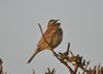 [cirlbunting6]