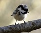 [coaltit10]