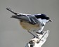 [coaltit9]