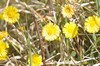 [coltsfoot2]