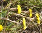 [coltsfoot4]