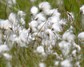 [commoncottongrass1]