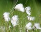[commoncottongrass2]