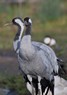 [commoncrane1]