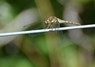 [commondarter1]