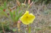 [commoneveningprimrose2]