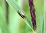 [commonfroghopper1]