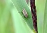 [commonfroghopper2]