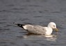 [commongull3]