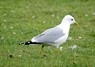 [commongull4]