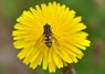 [commonhoverfly3]