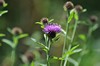 [commonknapweed1]