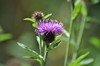 [commonknapweed2]