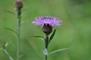 [commonknapweed3]